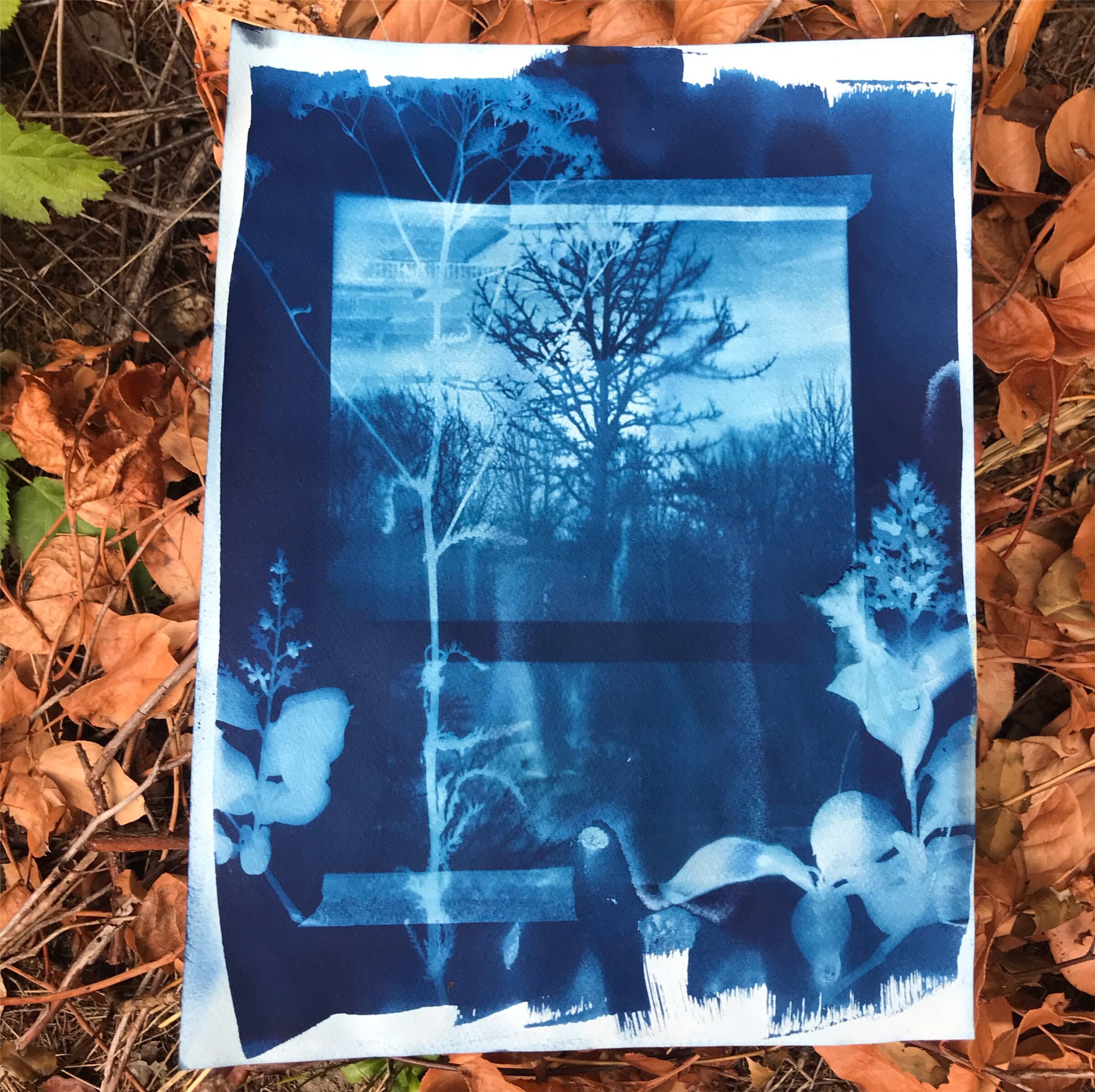 A blue cyanotype print of a tree