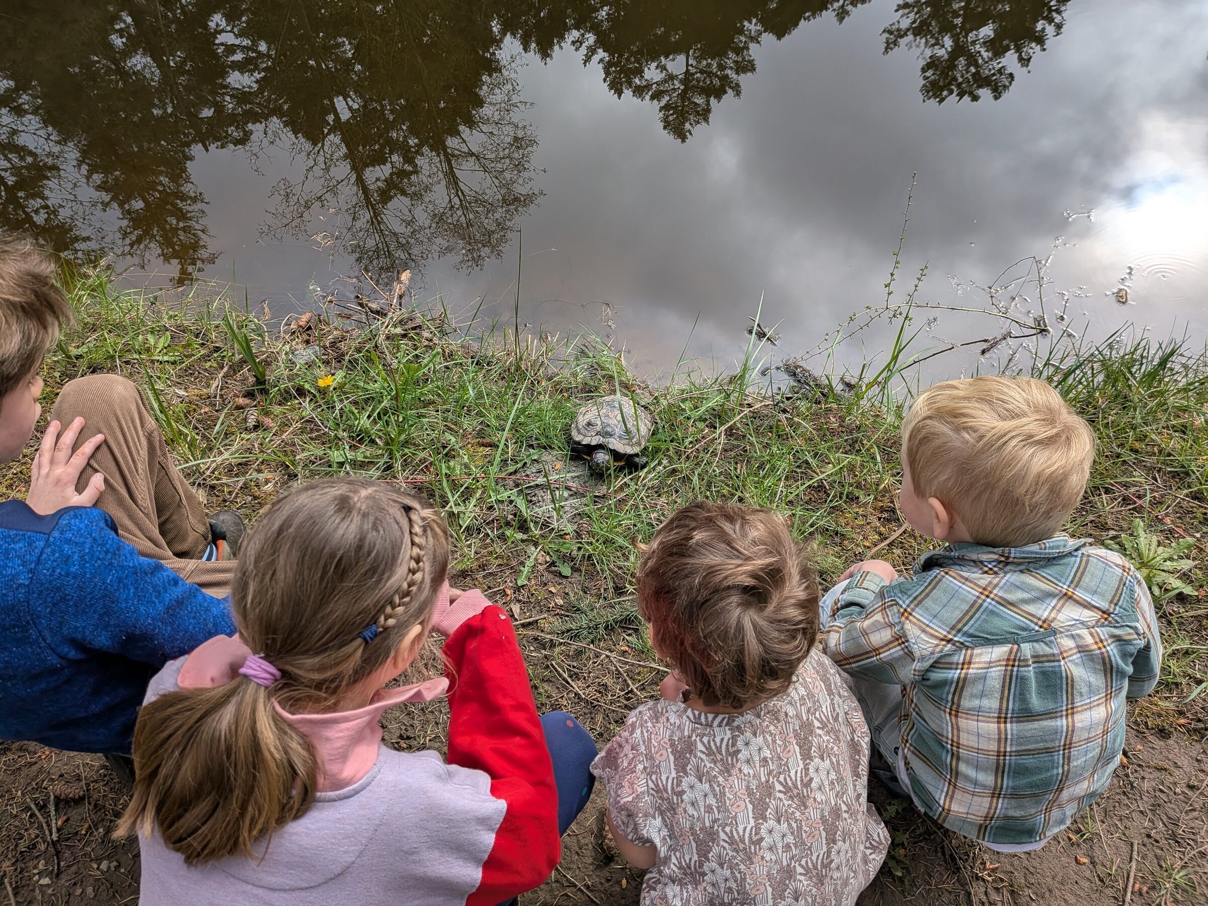 pond-turtle
